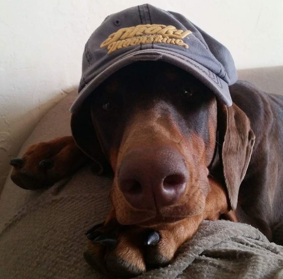 Meet your Posher, Gina & Taylor - Picture 1 of 1